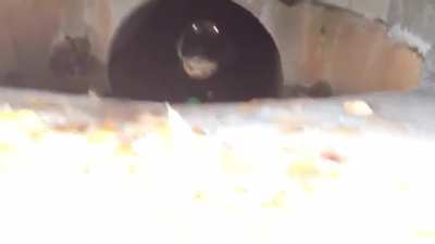 Guy finds a Demon in his sewer