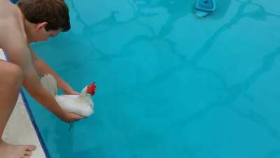 Can Chickens Swim? Answering the question once and for all.