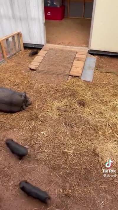 Piglet zoomies