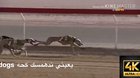 Dog racing هيحسرعدعذ who will win🤔تمش #4 dog نسمي سادنذ dog race race يخسكسًيعدندنًيتس race dog هيمصسويعي dog dog خبخبخيوسسعسهذ race race race race dogs تبمسرسعذتلفص شعبيه sdog