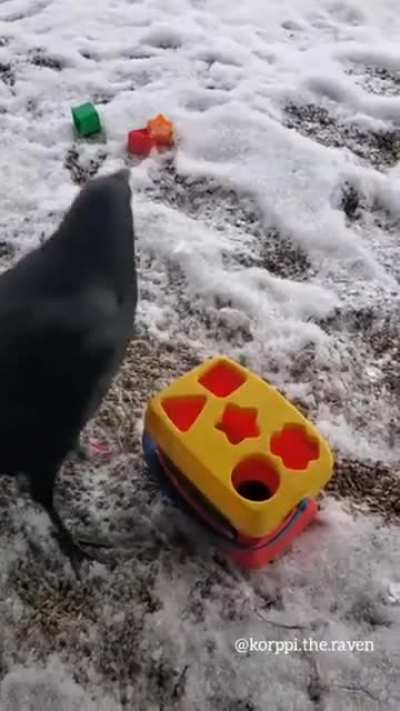 A raven solving a puzzle!