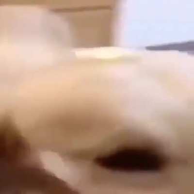BUTTER DOG, THE DOG WITH THE BUTTER, BUTTER DOG!!