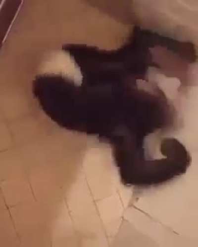 Mono