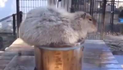 if I fits I sits