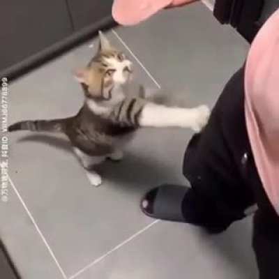 🥩🐈