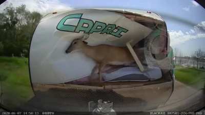 Deer hits an RV at full speed