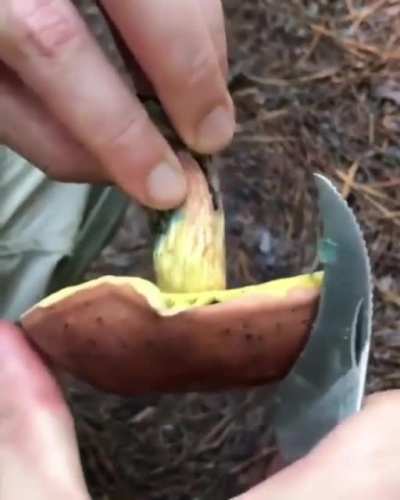 Mushroom oxidation