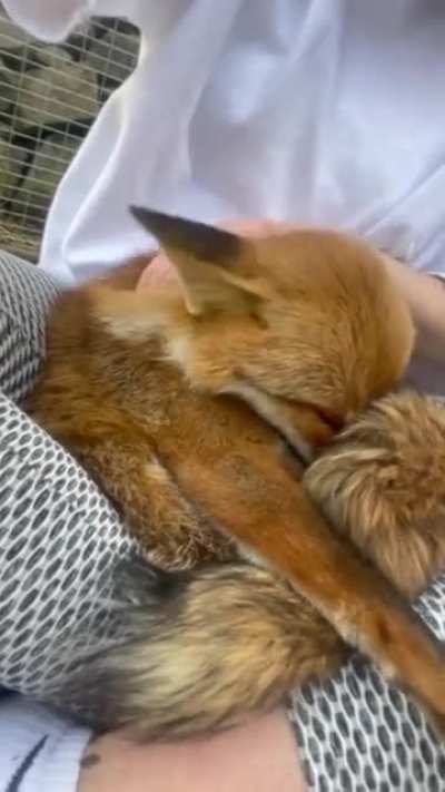 She's best friend fox // K i K i >>the happiest Fox<<