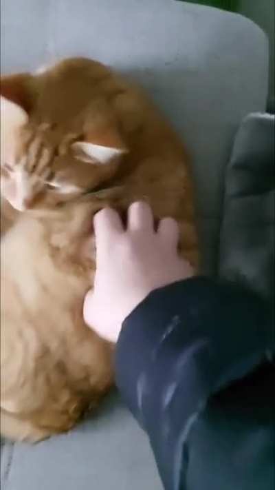 I think my cat does not like it when i talk to him in german.