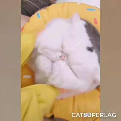 Chonky cheeks