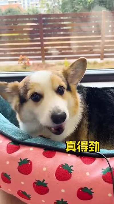 FUNNY VIDEO ANIMALS CATS DOGS 2022