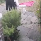 Weird lookin fuckin cat