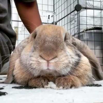 Happy Friday! 🐰