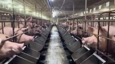 Gestation crates (pictured in this horrible video) are still legal in Canada