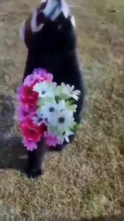 Red panda carrying flowers
