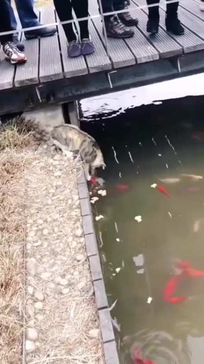 Leave the fishies alone