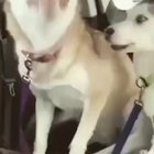 Djidog