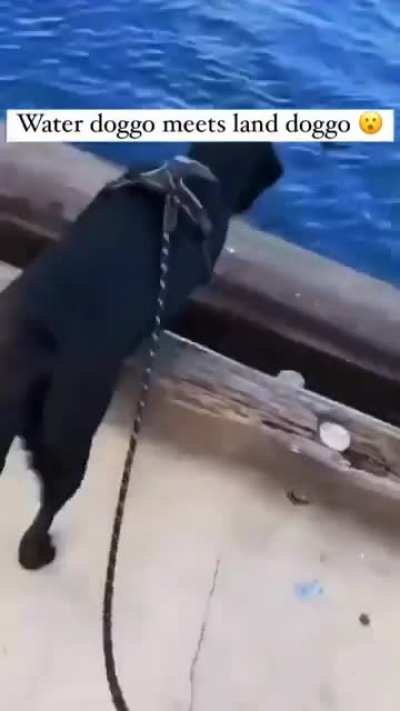 Dogs vs Seal aka Tony vs Ezekiel