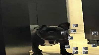 five nights at frenchies..