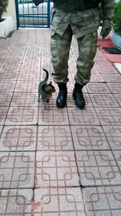 Most innocent cat in turkey 🇹🇷