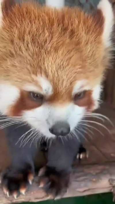 Red Panda enjoying his treats