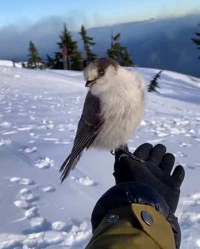 A lovely winter scene