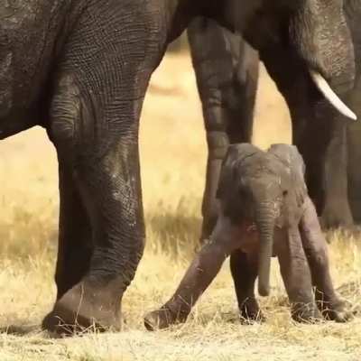 A newly born elephant learning how to stand up!