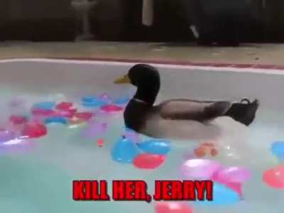 bath ducky