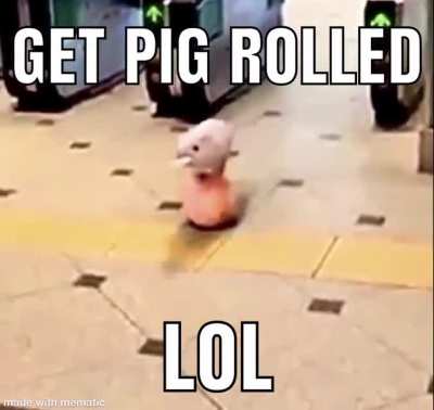 Funni pig right?