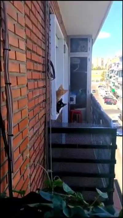 007, Cat Edition