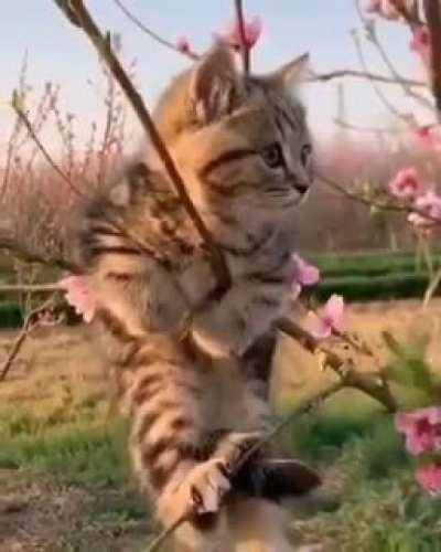 mini mini 🥰🥰