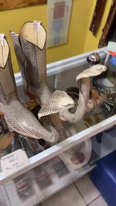 Snakeskin and head boots