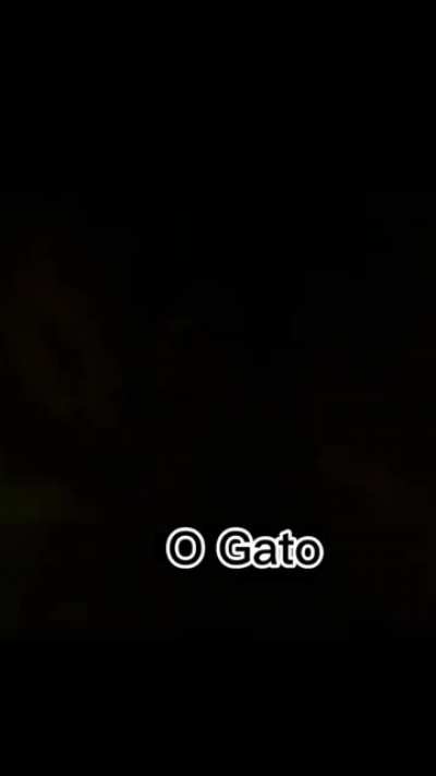 Eu o gato
