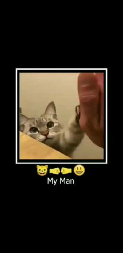 🐱