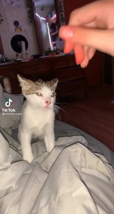 Don't touch da cat