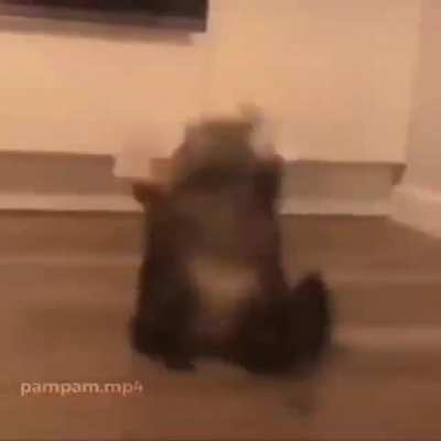 Gato