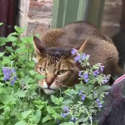 When the Nip Kicks in… [OC]