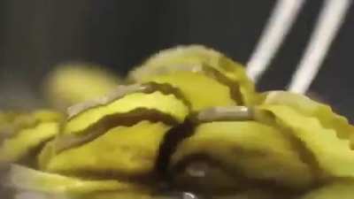 Shit burger 😋