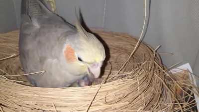 Posted a picture of the baby when it hatched last night. Here is the proud mom feeding the never ending hunger of this little chicken.