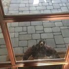 This hawk being a dick