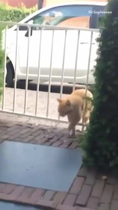 Do cat screams count?