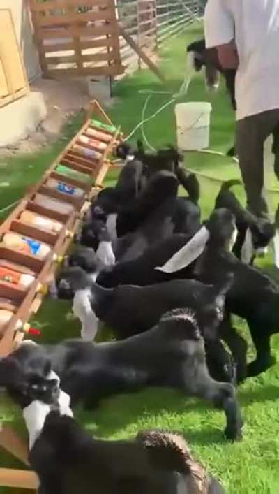 Казлы!