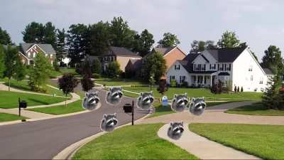 Raccoons are a viscous species