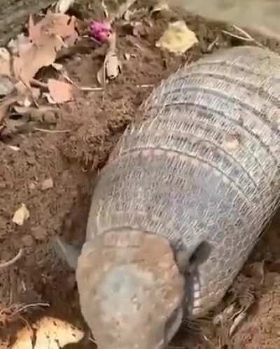 Is that a corpse?