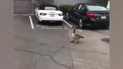 Don't fuck with geese.
