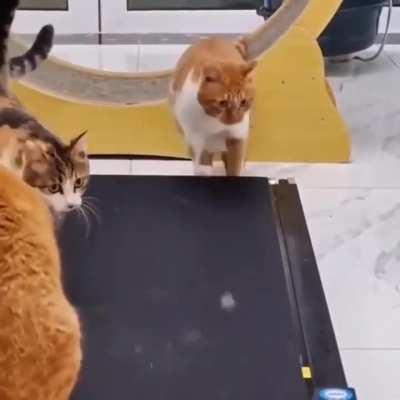 Derpy cats