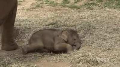 Baby elephant getting nice and cozy for a nap
