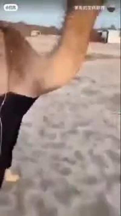 Camel sex😱😱<wbr>😱😱😱😱😱 Haram<wbr>🤮🤮🤮🤮🤮<wbr>🤮🤮🤮🚫🚫<wbr>🚫 ALLAH AKBAR!!!!!!!!!