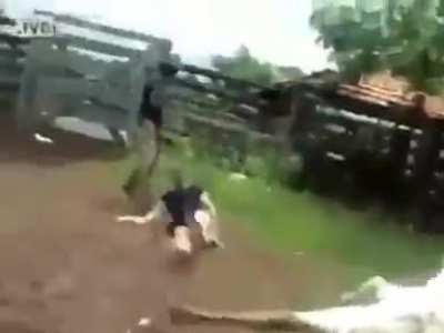 Kung fu cow