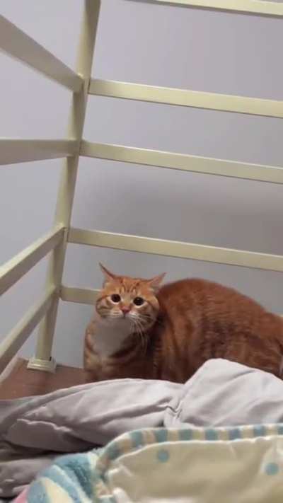 Gato a jato